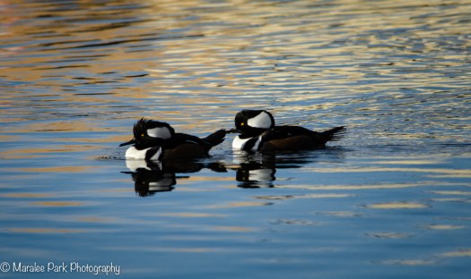 Hooded Merganser