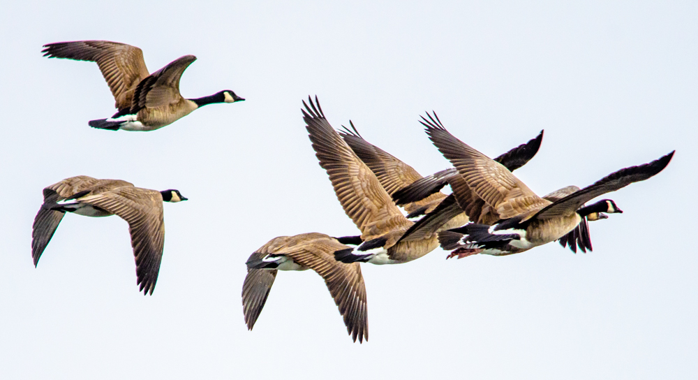 Geese in Flight