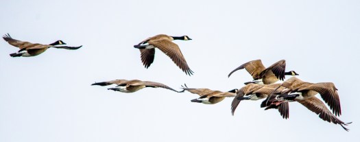 Geese in Flight