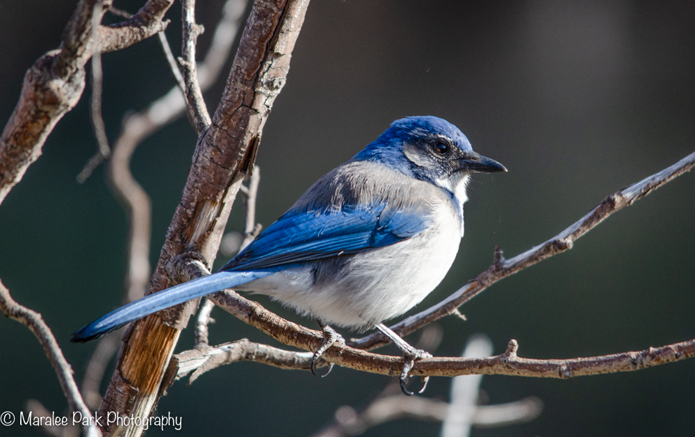 Scrub Jay
