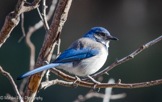 Scrub Jay