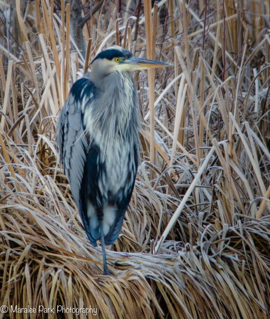 Great Blue Heron