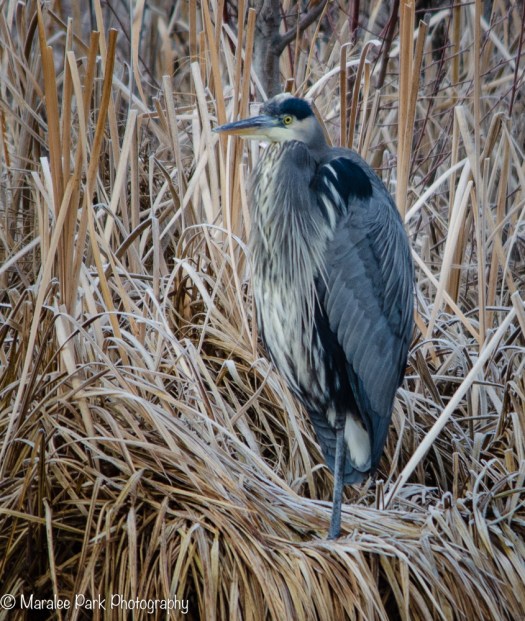 Great Blue Heron