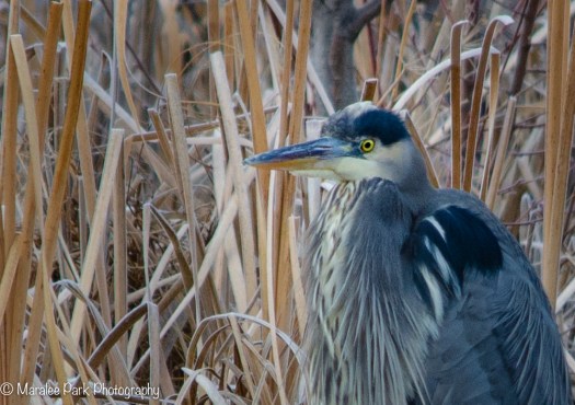 Great Blue Heron