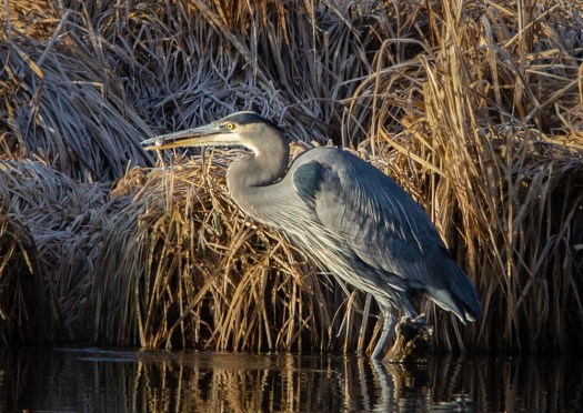Heron Fishing