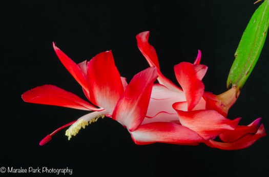 Christmas Cactus