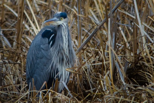 Great Blue Heron