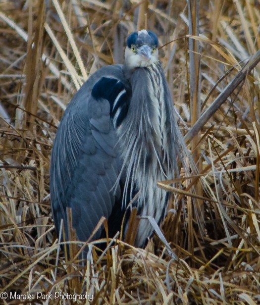 Great Blue Heron