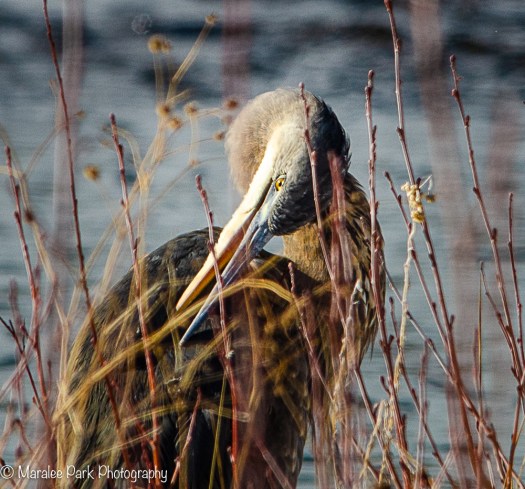 Great Blue Heron
