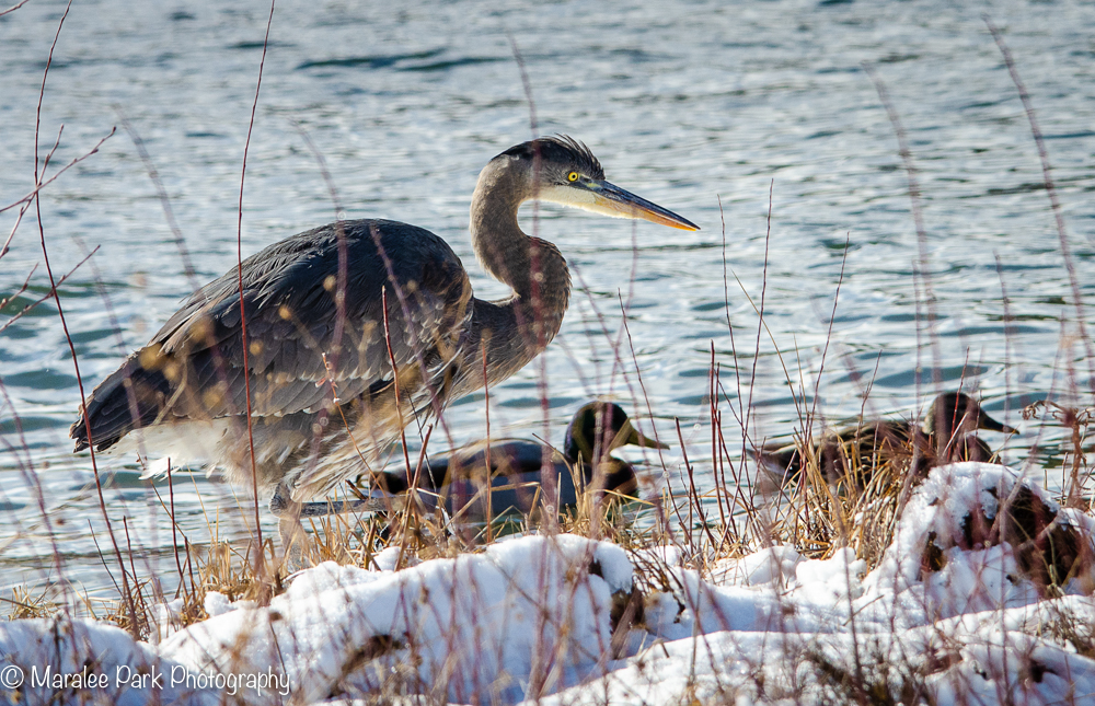 Heron and Ducks hanging out