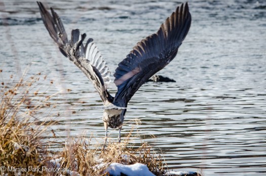 Heron taking flight
