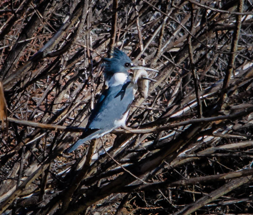 Kingfisher with fish