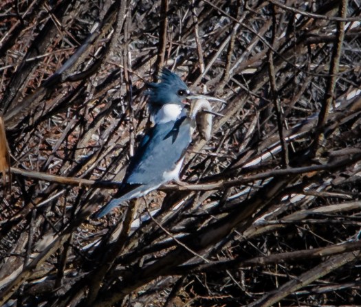 Kingfisher with fish