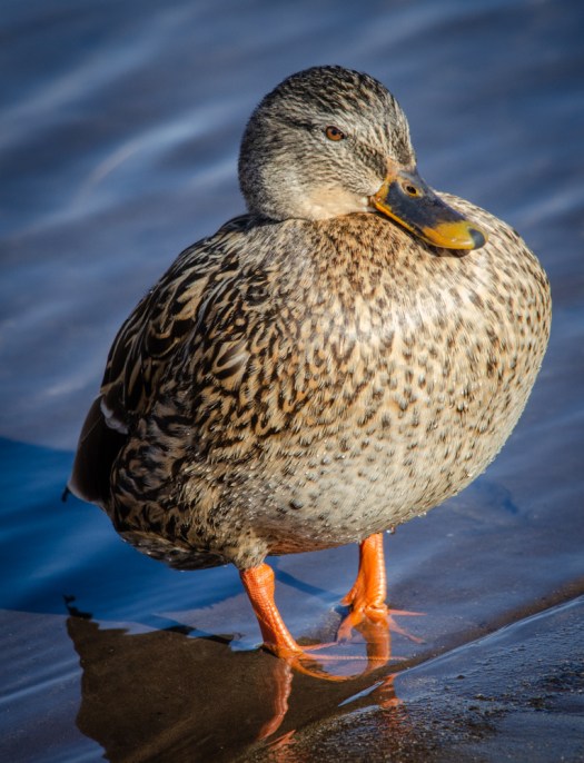 Duck enjoying the sunshine