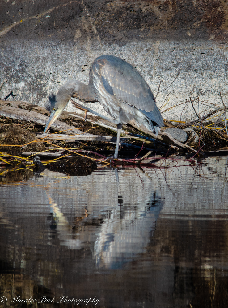 Heron reflection