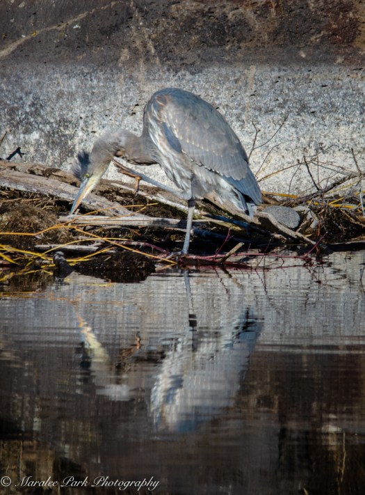 Heron reflection