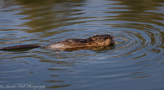 Muskrat rambling along the river