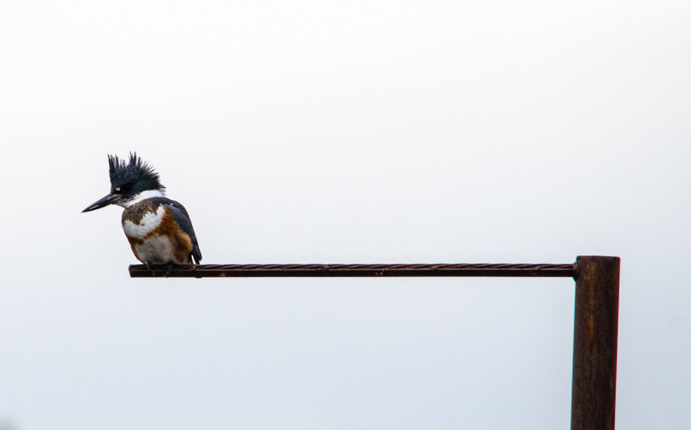 Kingfisher on Kingfisher Landing