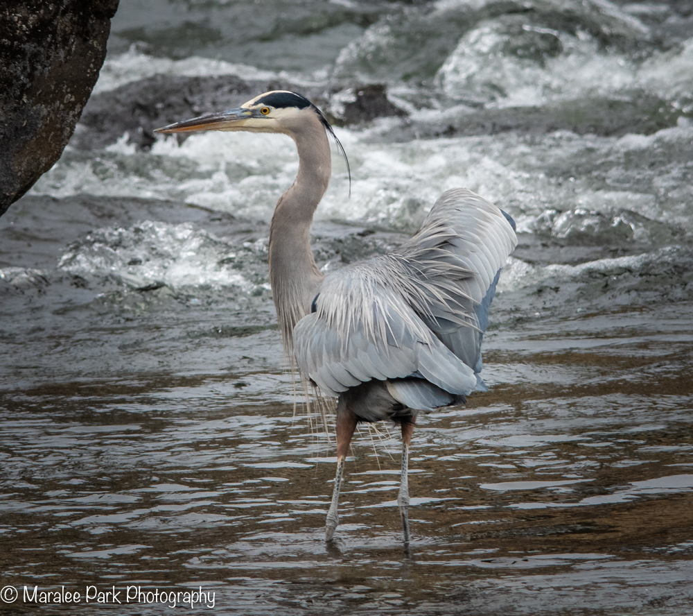 Great Blue Heron