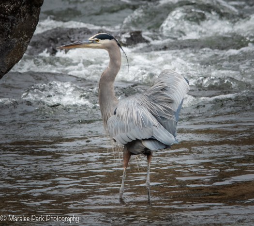 Great Blue Heron