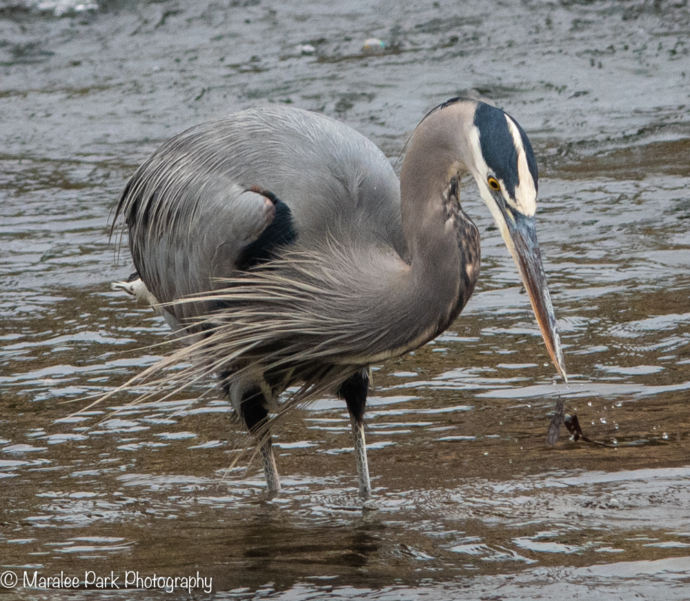 Great Blue Heron attempting to fish
