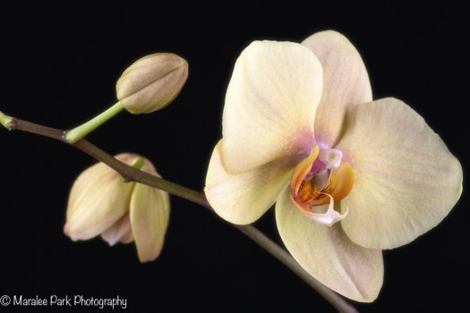 Orchid
