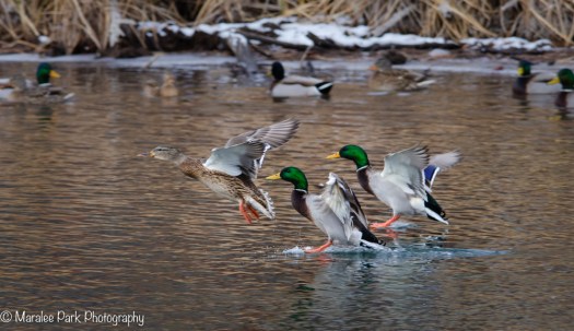 Ducks landing on the river