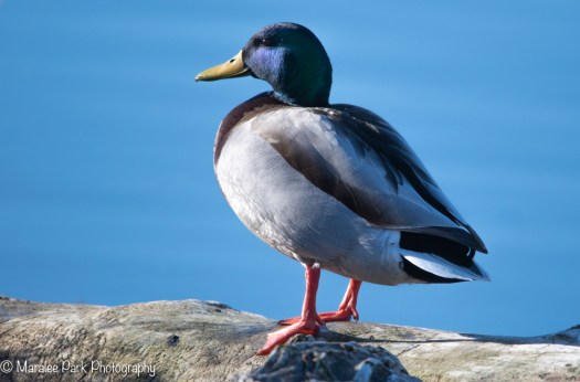 Duck on a log