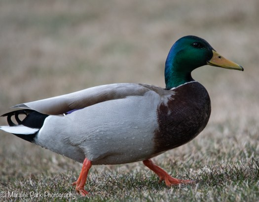 Mallard