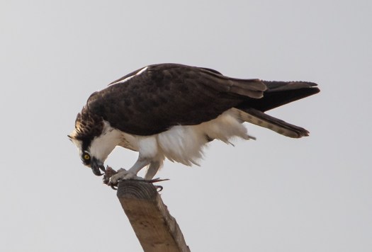 Osprey eating lunch